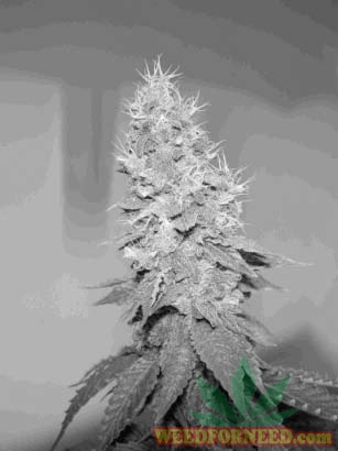 The_Cannabis_Grow_Bible_15