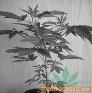The_Cannabis_Grow_Bible_29
