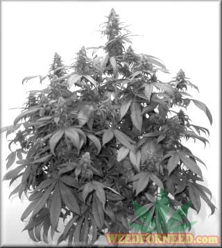 The_Cannabis_Grow_Bible_34