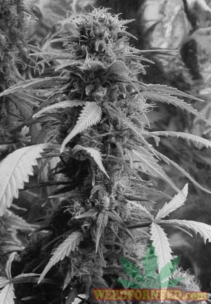The_Cannabis_Grow_Bible_31