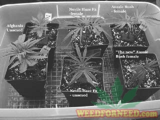 The_Cannabis_Grow_Bible_35